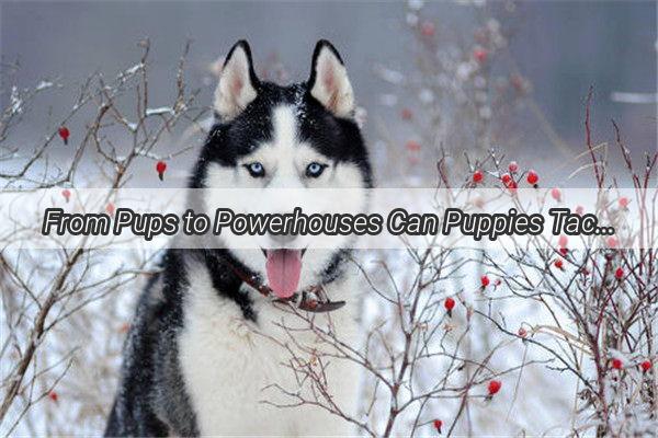 From Pups to Powerhouses Can Puppies Tackle Adult Dog Food for a Healthier Diet